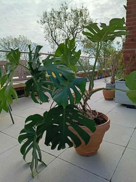Photo of free Cheese Plant (Hulland Ward DE6) #2