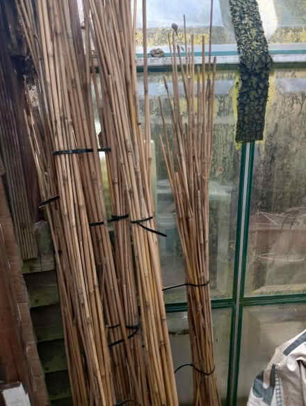 Photo of free Bamboo canes (de5 denby) #1