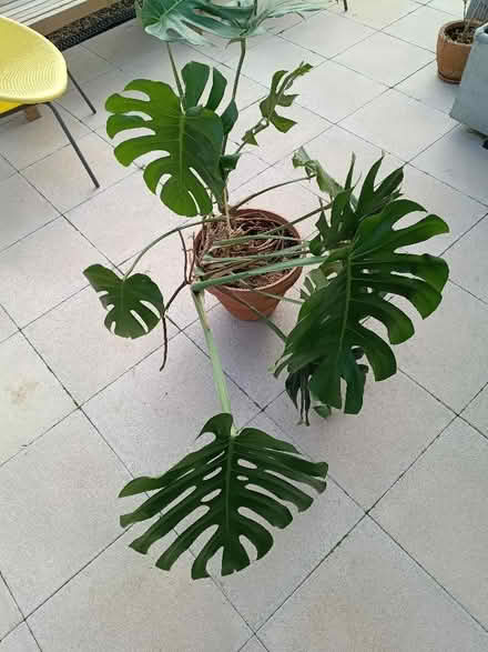 Photo of free Cheese Plant (Hulland Ward DE6) #1