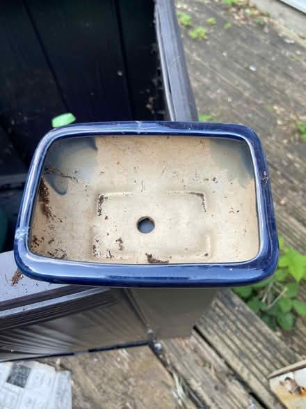 Photo of free Tiny Bonsai Tree Pot (SE153BS) #2