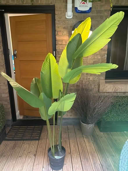 Photo of free Plastic plant (SE1 2DF) #1
