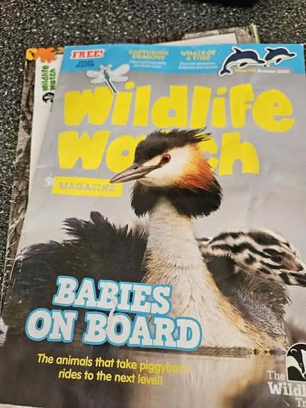 Photo of free Children's wildlife magazine and handbook (Littlemore OX4) #1