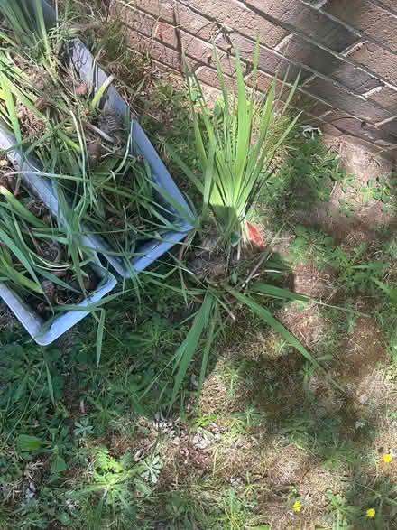 Photo of free Gladiolus’ and BBQ/Smoker (South of Bowling Green) #4