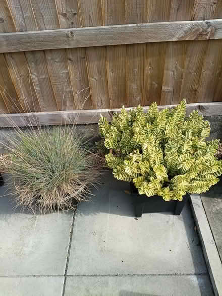 Photo of free 2 Hebe shrubs & 2 grasses (Nr Tesco, Princes Road , CM2) #2
