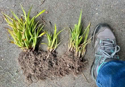 Photo of free Baby Ornamental Grasses (Wedgwood) #1