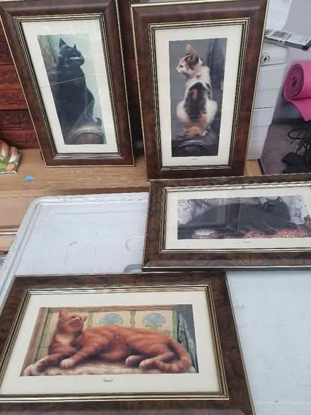 Photo of free 4x cat pictures. (Elstow MK42) #1