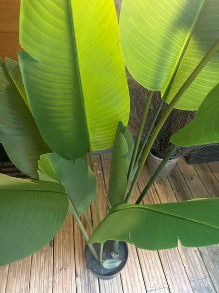 Photo of free Plastic plant (SE1 2DF) #3