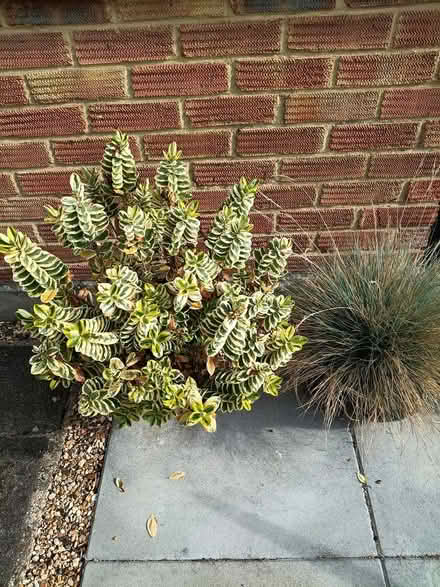 Photo of free 2 Hebe shrubs & 2 grasses (Nr Tesco, Princes Road , CM2) #1