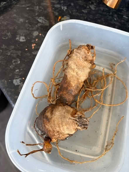 Photo of free Healthy bearded iris tuber (Waltham Abbey EN91) #1