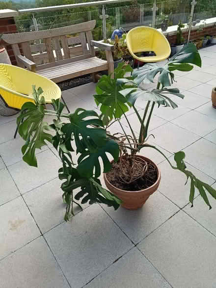 Photo of free Cheese Plant (Hulland Ward DE6) #3
