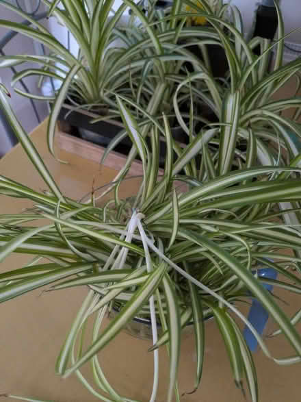 Photo of free Spider plants (Killingworth NE12) #1