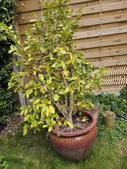Photo of free large brown plant pot (Tolworth KT6) #1
