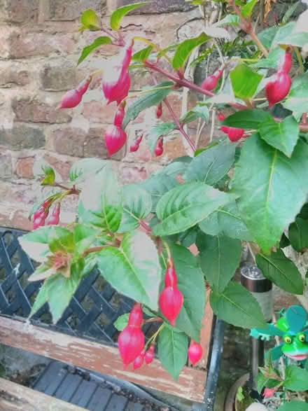 Photo of free Fuscia cuttings/plant (Wallasey CH44) #1