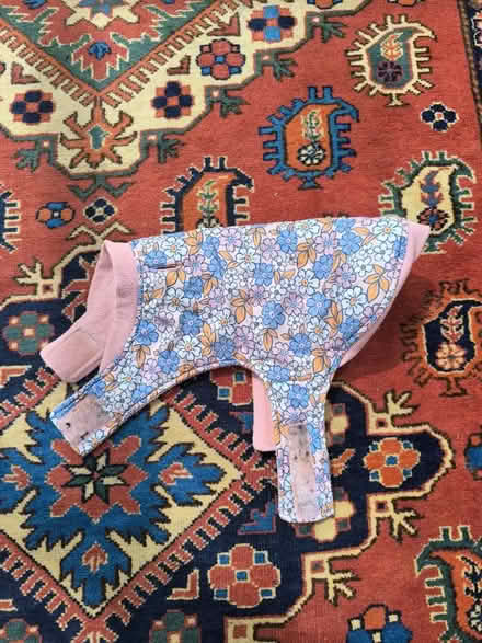 Photo of free Winter coat for puppy (Reading RG2 (Shinfield Road)) #1