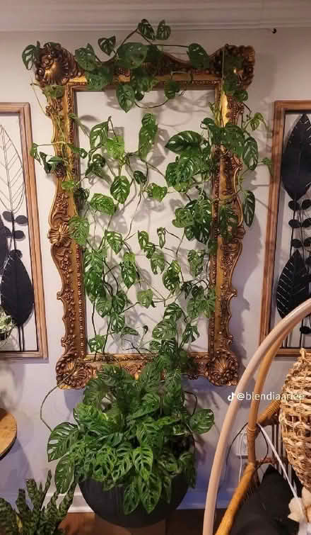 Photo of House plants and cuttings (Cliftonville CT9) #4