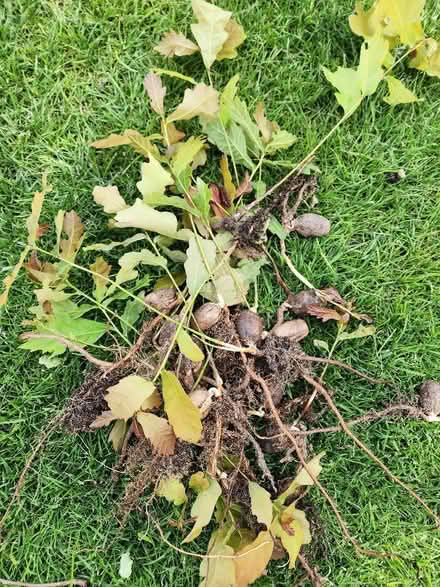Photo of free Oak saplings (Barnard's Green WR14) #1