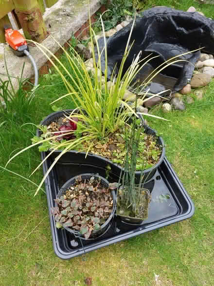 Photo of free Small pond, 3 plants and a pump (Pitreavie Castle, KY11) #3
