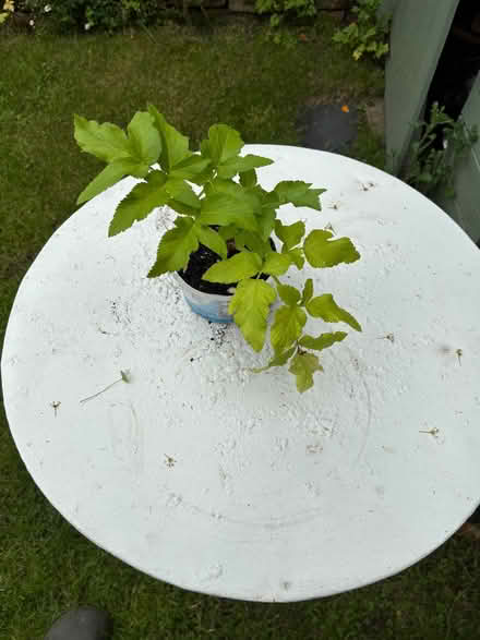 Photo of free Angelica plants (Allerton L18) #4