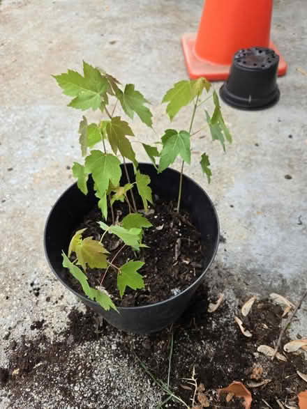 Photo of free 5 Maple saplings (Capitol Heights) #1