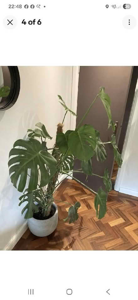 Photo of House plants and cuttings (Cliftonville CT9) #1