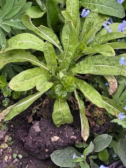 Photo of free Evening Primrose plant (Harrogate HG2) #1