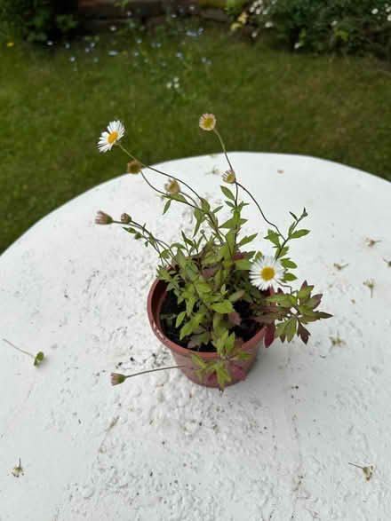 Photo of free Outdoor plants (Allerton L18) #4