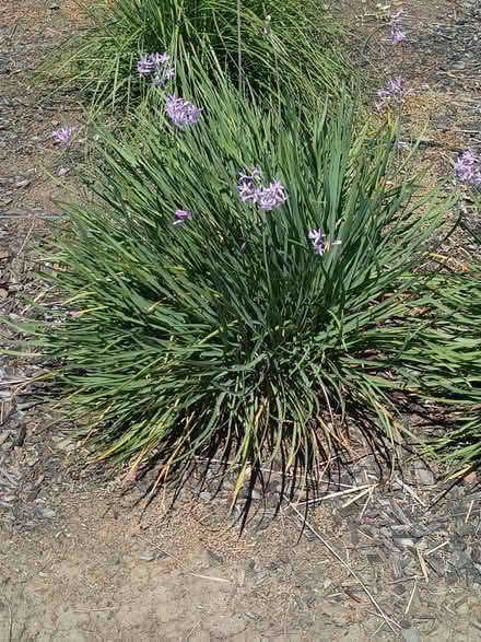 Photo of free Ornamental Garlic (Vacaville) #1