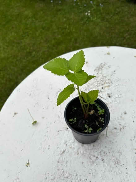 Photo of free Outdoor plants (Allerton L18) #2