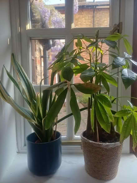 Photo of free House plants (Linslade LU7) #1