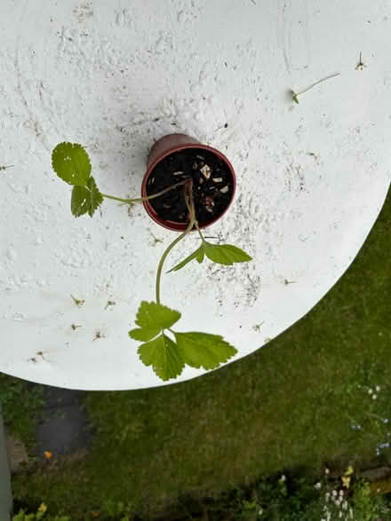 Photo of free Angelica plants (Allerton L18) #2