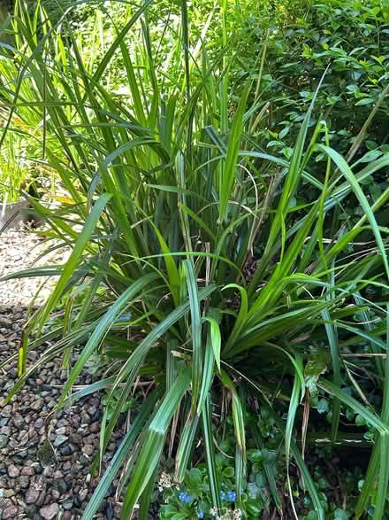 Photo of free Plants (BT14) #1