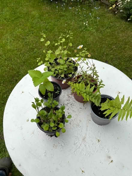 Photo of free Outdoor plants (Allerton L18) #1