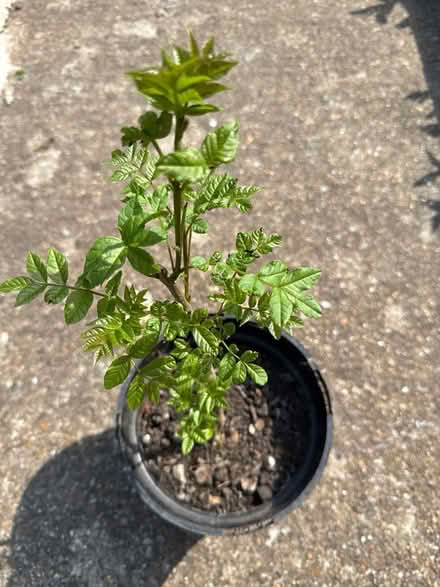 Photo of free Ash tree sapling (Norbury CR7) #1