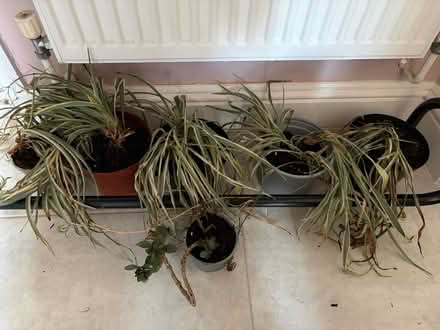 Photo of free Plants (Woolwich SE18) #1
