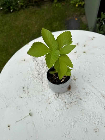Photo of free Angelica plants (Allerton L18) #1