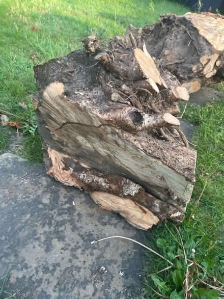 Photo of free 3 large hazel wood stumps (Egham TW20) #3
