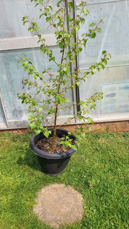 Photo of free Birch tree (Oswestry SY10) #1