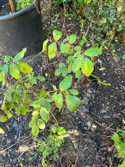 Photo of free Plants (BT14) #4