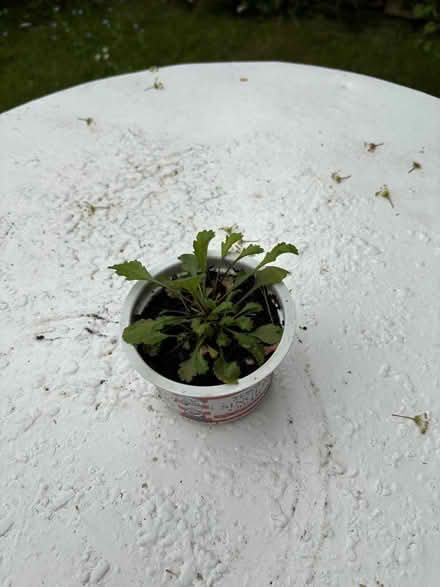 Photo of free Outdoor plants (Allerton L18) #2