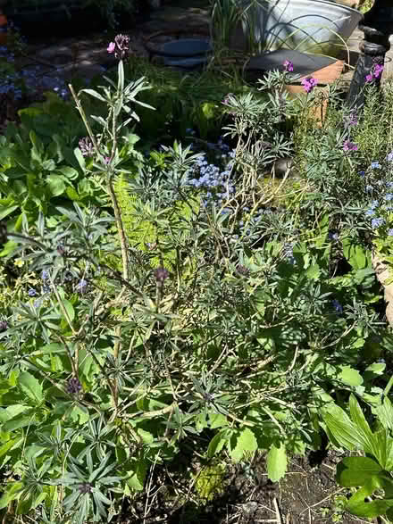 Photo of free Plants (BT14) #2