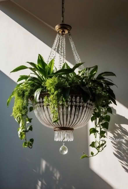 Photo of House plants and cuttings (Cliftonville CT9) #3