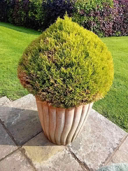 Photo of free Plant in terracotta container (Callow Hereford HR2) #2