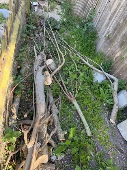 Photo of free Tree cuttings logs and wood (Lewes BN7) #1