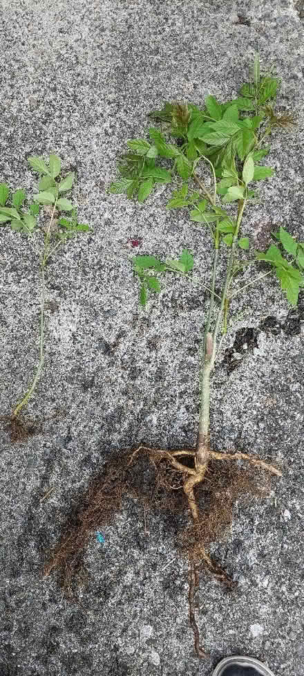 Photo of free 2 x self seeded ash trees (Westbury Park BS6) #1