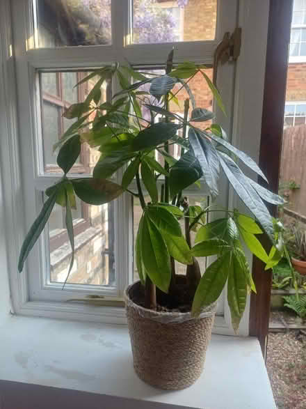 Photo of free House plants (Linslade LU7) #2