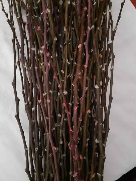 Photo of free Willow branches (Birmingham City Centre B4) #1