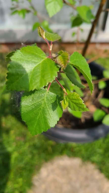 Photo of free Birch tree (Oswestry SY10) #2