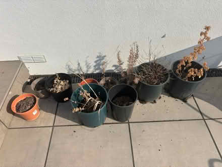 Photo of free Plant pots with soil (SM5 1JB) #1