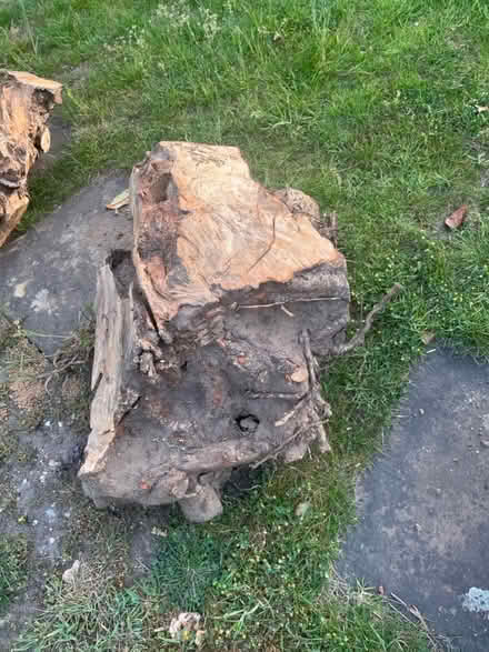Photo of free 3 large hazel wood stumps (Egham TW20) #3
