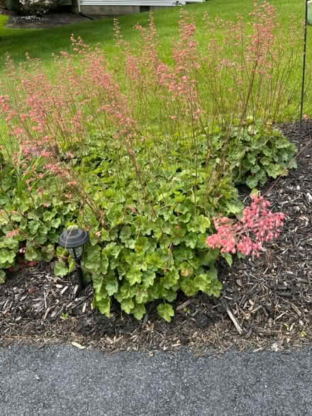 Photo of free Coral bells (Newark, Old Baltimore Pike) #1